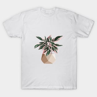 Calathea Stromanthe Triostar T-Shirt